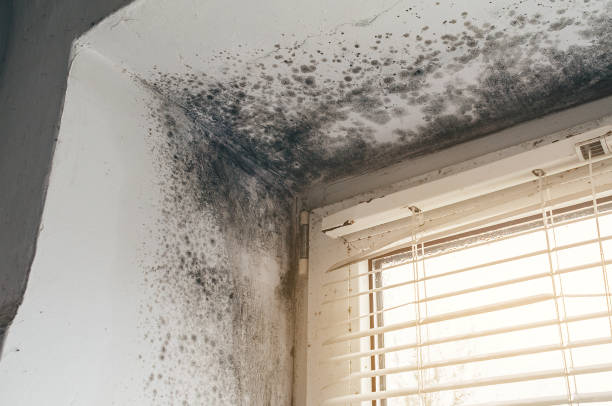 Affordable Black Mold Remediation solutions in Brandenburg, KY